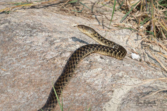 Image of Checkered Keelback Snake