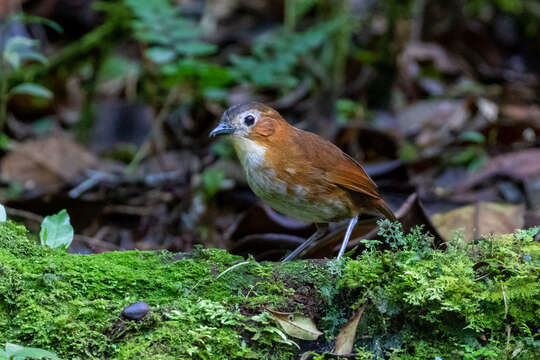 Image of Rusty-tinged Antpitta