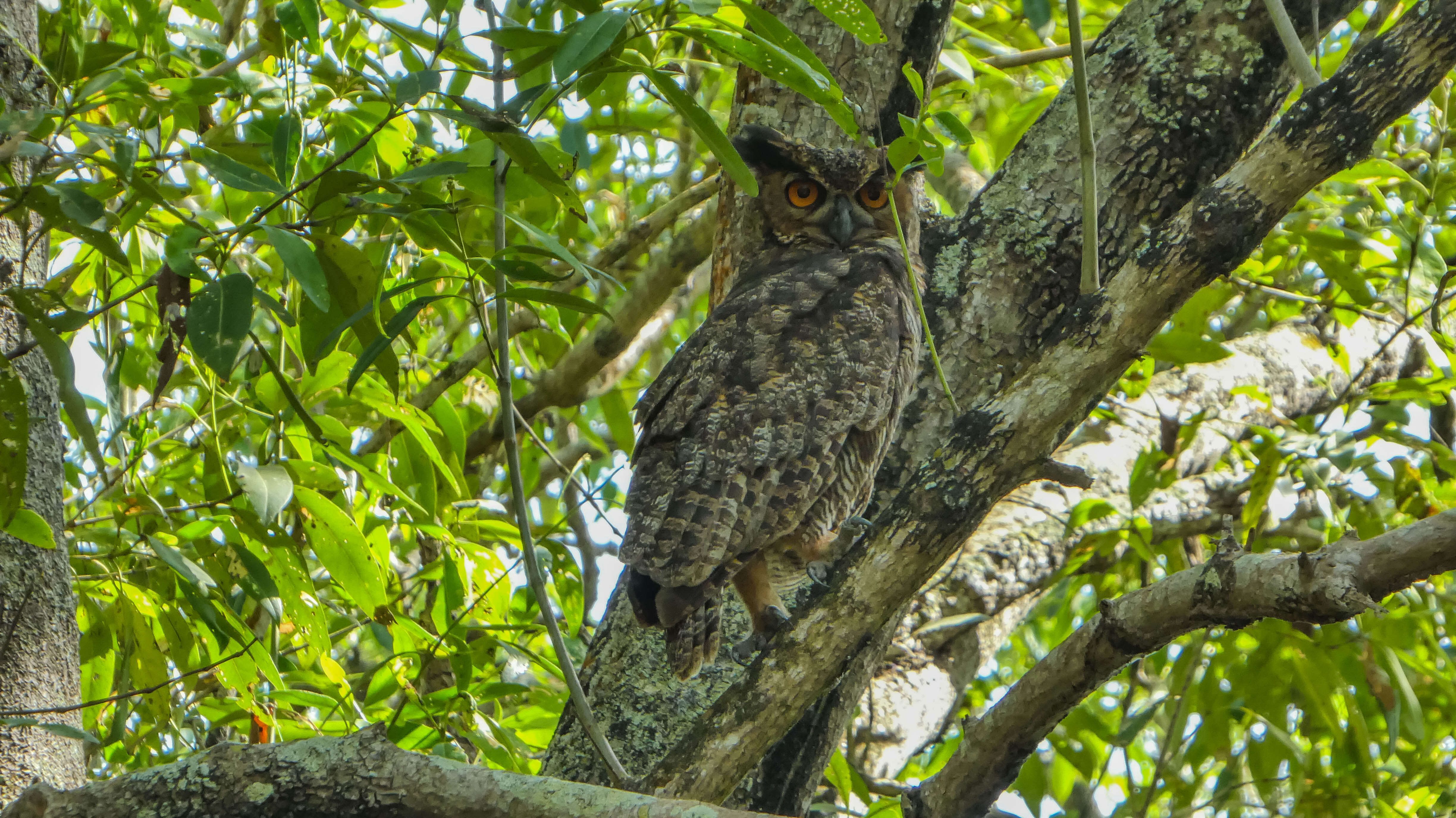 Image of South American Great Horned Owl