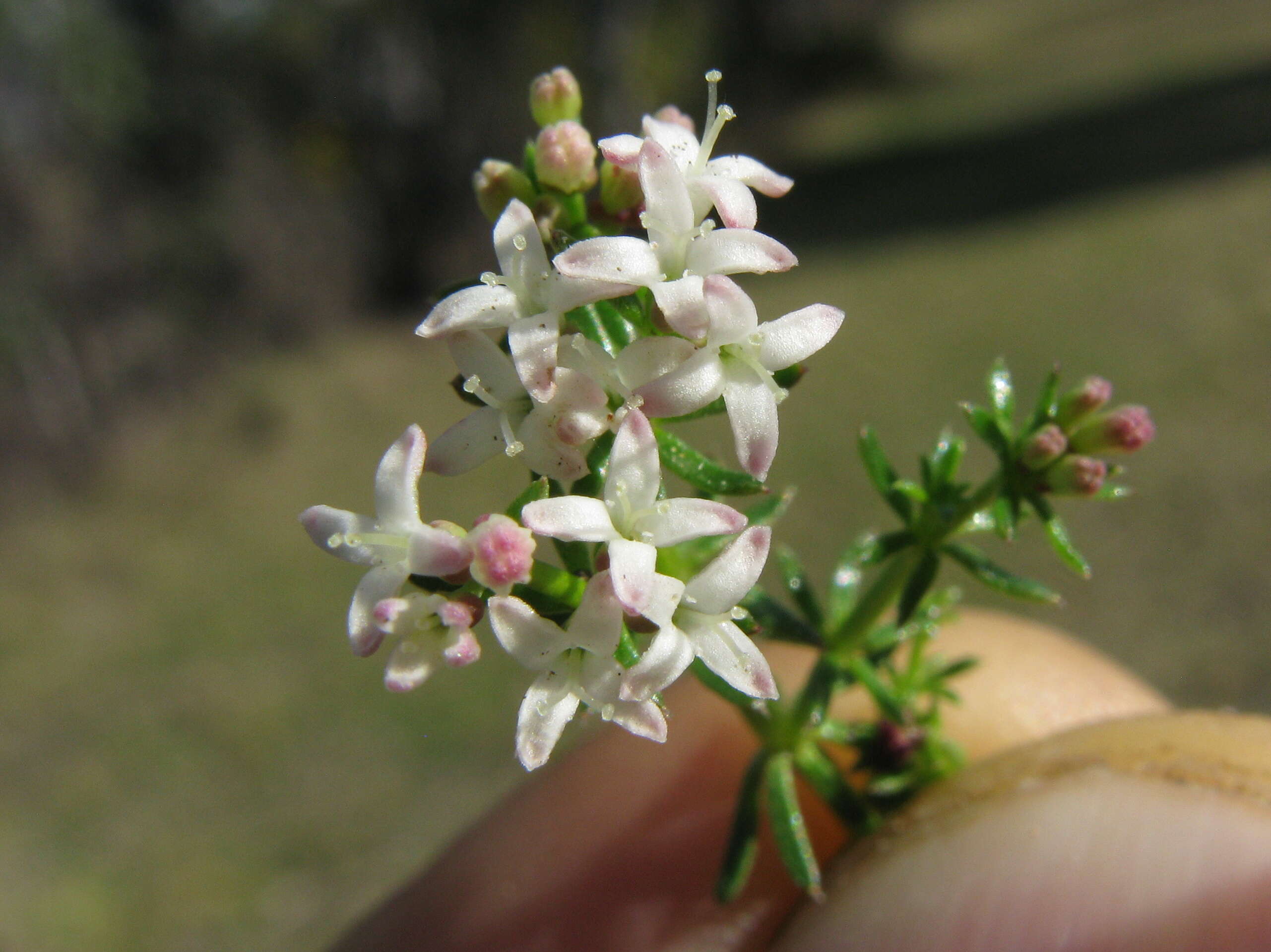 Image of Asperula conferta Hook. fil.