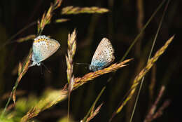 Image of Plebejus idas