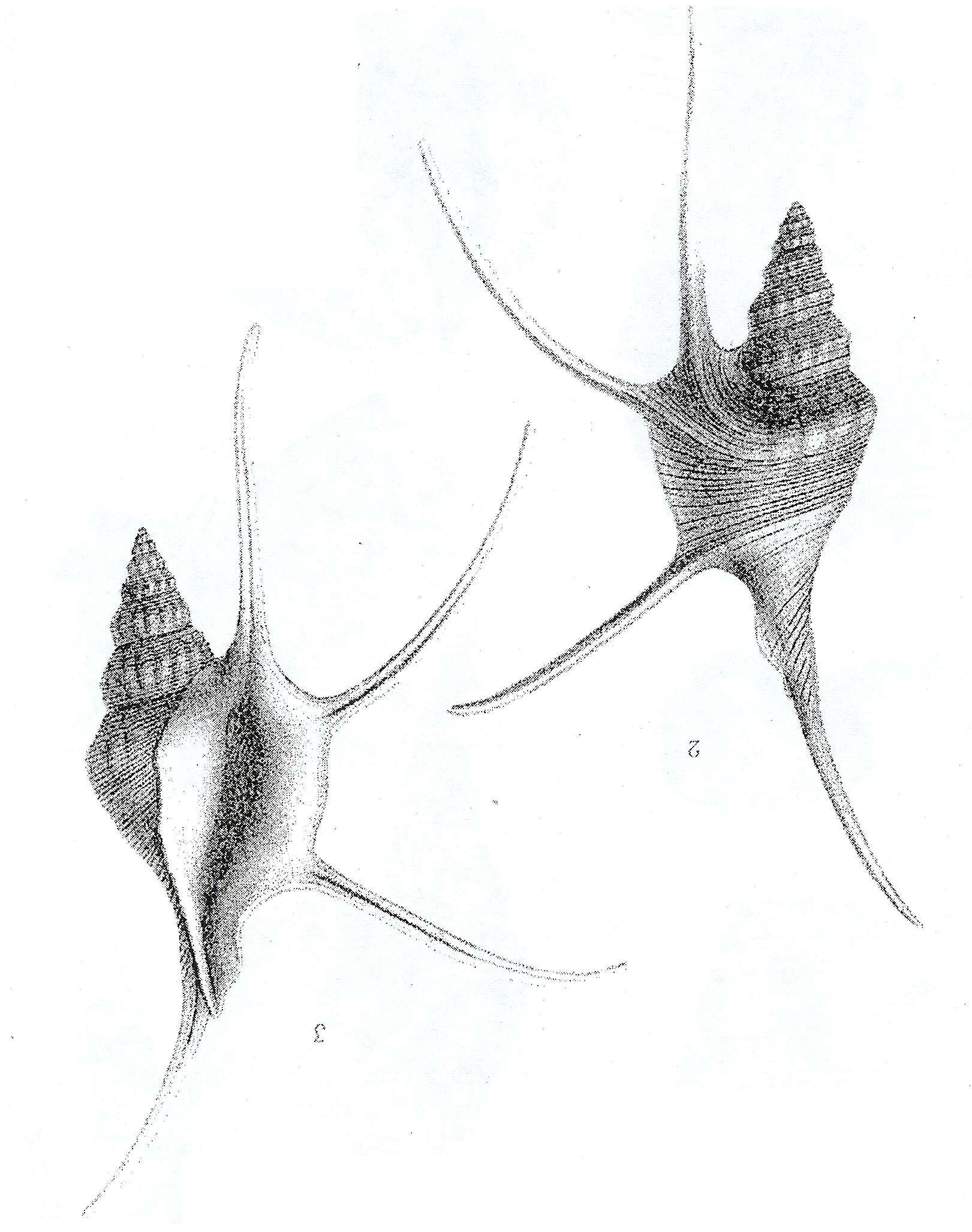 Image of Mesogastropoda