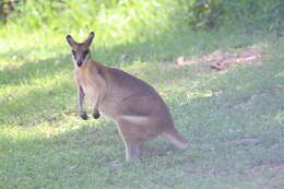 Image of Agile Wallaby