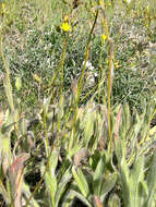 Image of Scouler's woollyweed