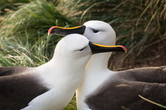 Image de Albatros de Carter