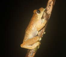 Image of Nimba Reed Frog