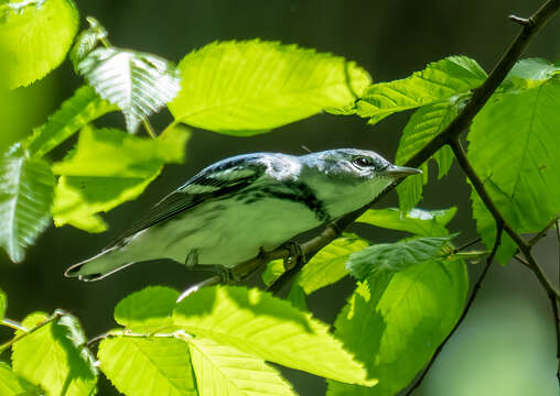 Image of Cerulean Warbler