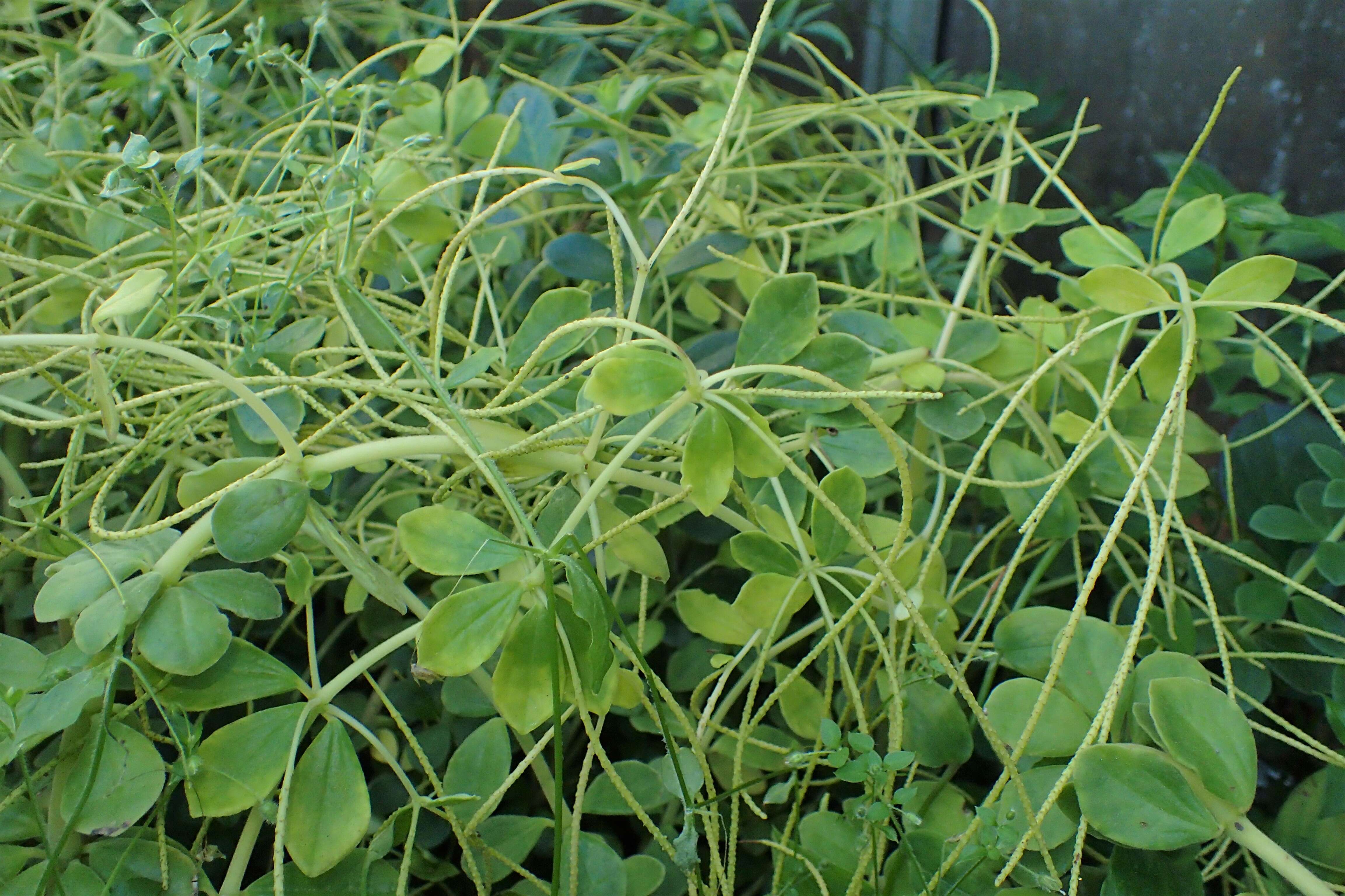 Image of Peperomia verticillata (L)