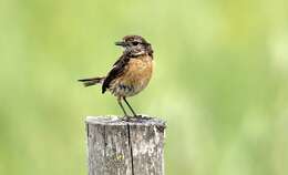 Image of African Stonechat