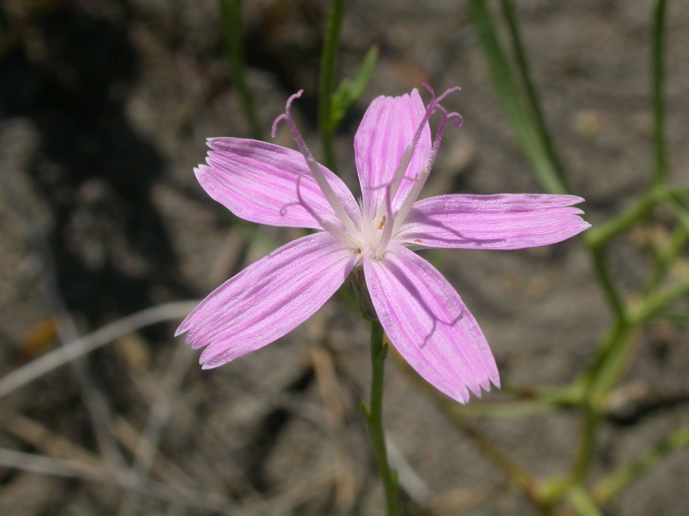 Image of rush skeletonplant