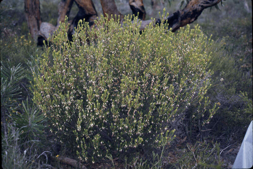 Plancia ëd Conostephium minus Lindl.