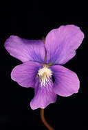 Image of common blue violet