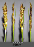 Image of Flat-sedge