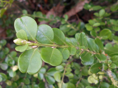 Image of Buxus sinica (Rehder & E. H. Wilson) M. Cheng