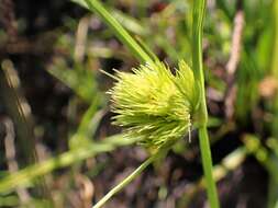 Image of Bohemian Sedge