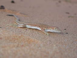 Plancia ëd Acanthodactylus dumerilii (Milne-edwards 1829)