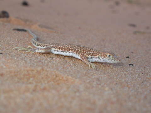 Plancia ëd Acanthodactylus dumerilii (Milne-edwards 1829)