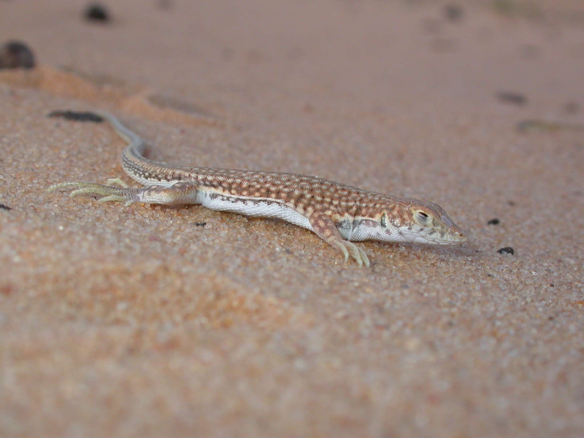 Plancia ëd Acanthodactylus dumerilii (Milne-edwards 1829)