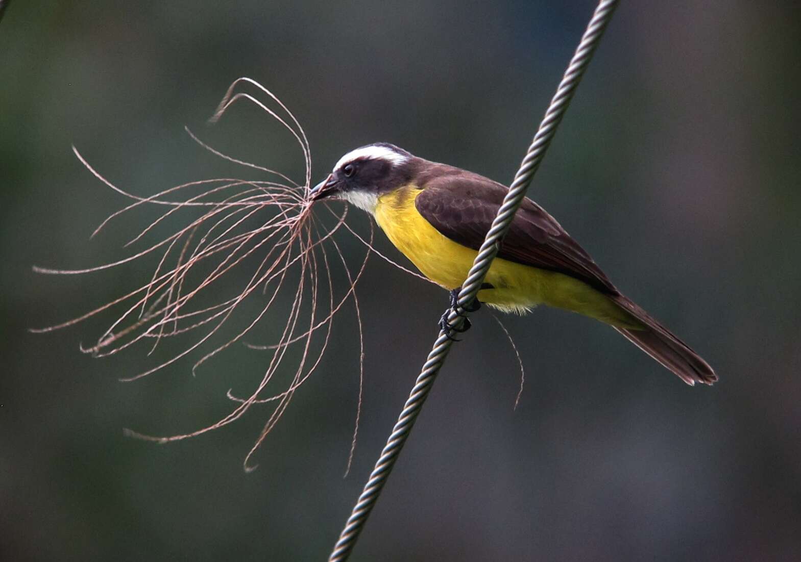 Image of Rusty-margined Flycatcher