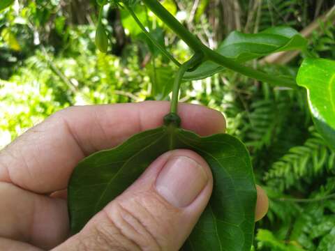 Sivun Adenia heterophylla (Bl.) Koord. kuva