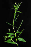 Image of american willowherb