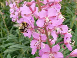 Image of Bombus kirbiellus Curtis 1835