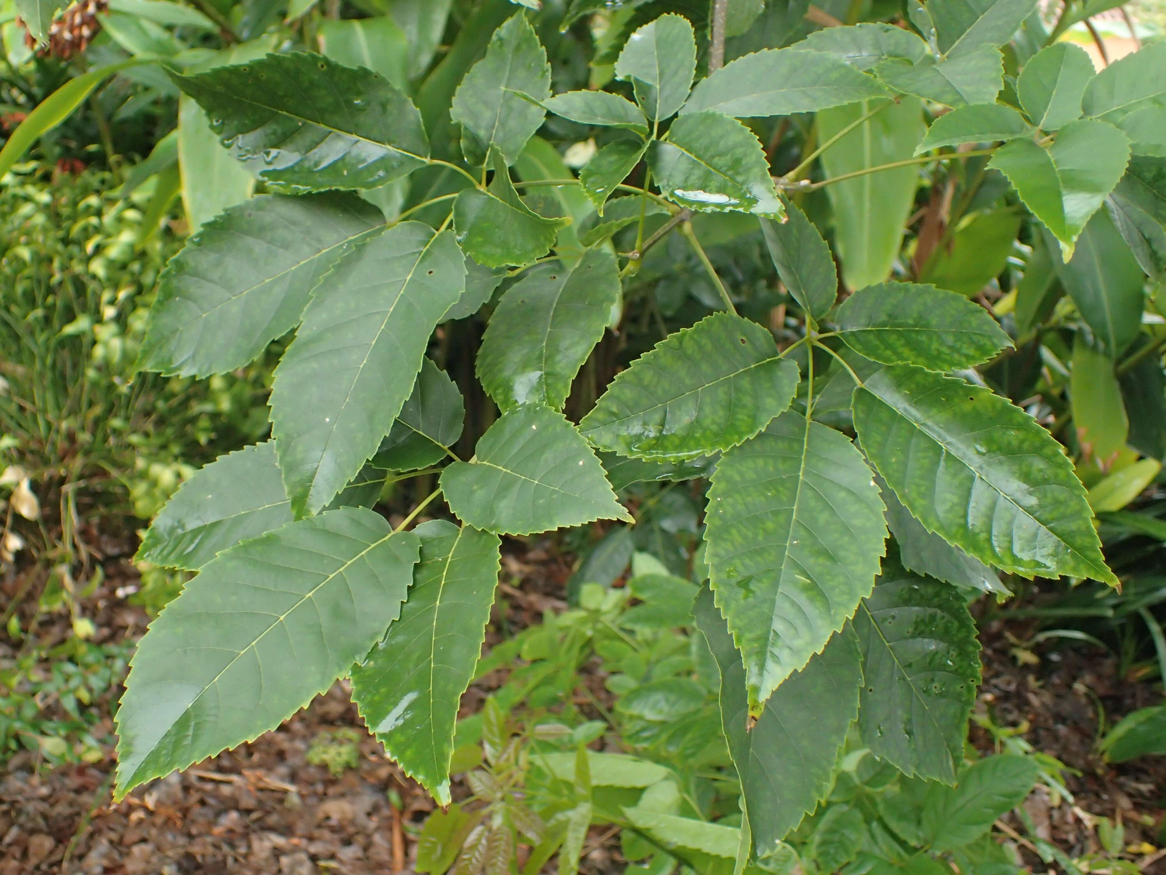 صورة Handroanthus heptaphyllus (Mart.) Mattos