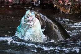 Image of Galapagos Sea Lion