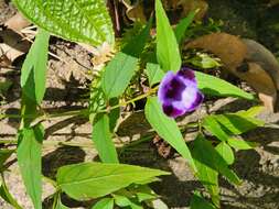 Image of Linderniaceae