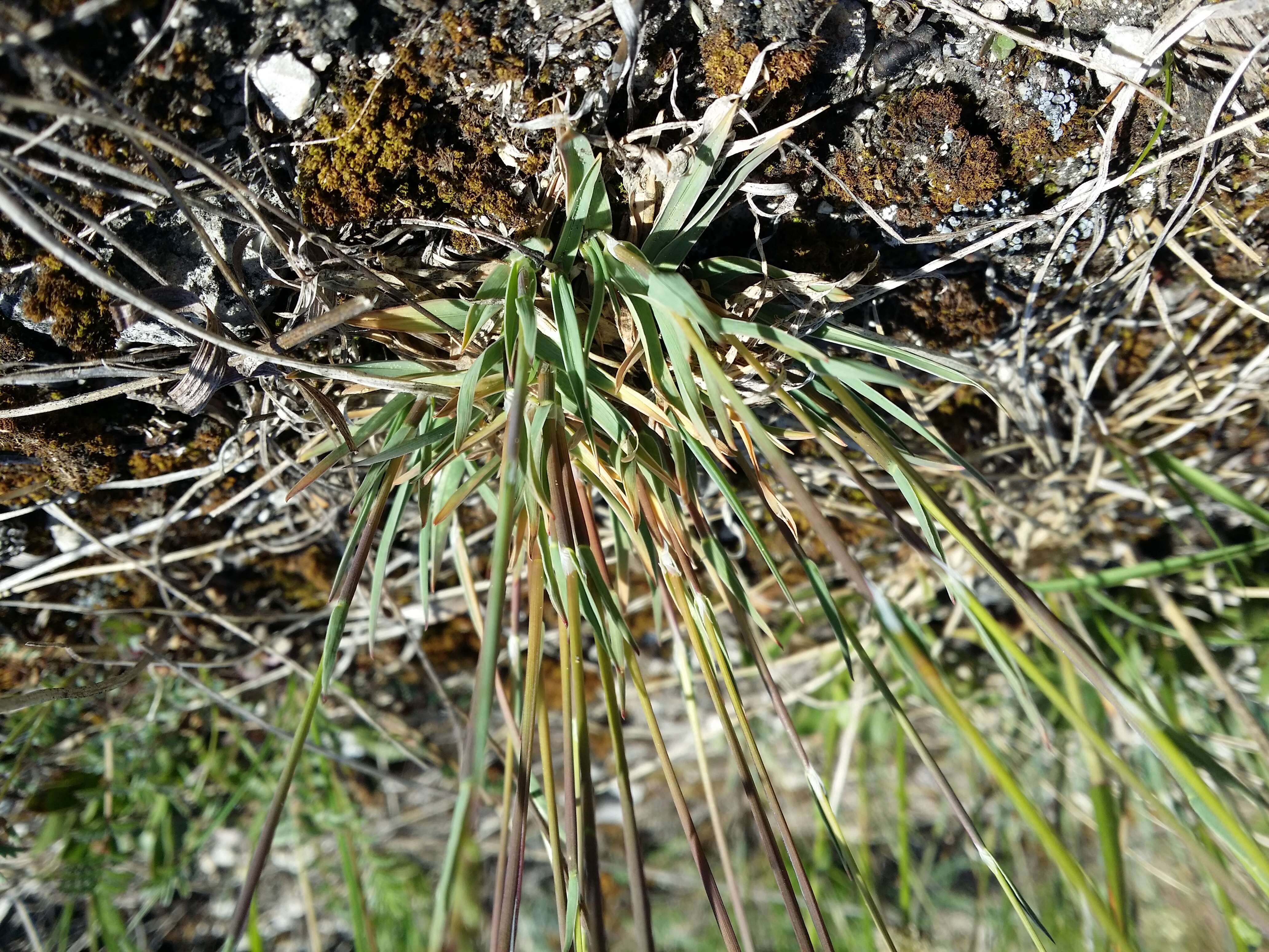 Image of Baden's bluegrass