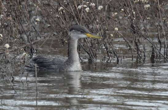 Image of Red-necked Grebe