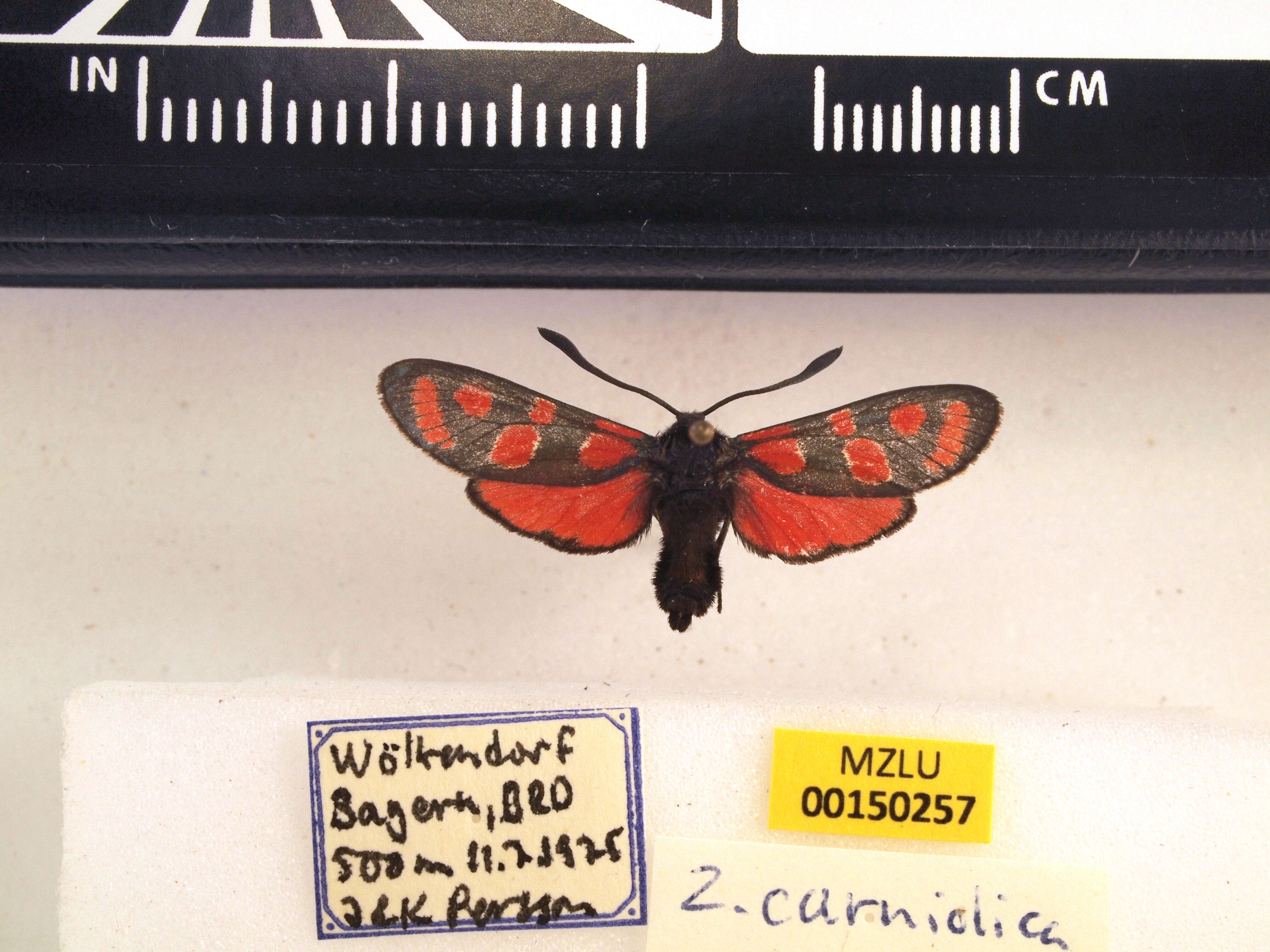 Image of Zygaena carniolica Scopoli 1763