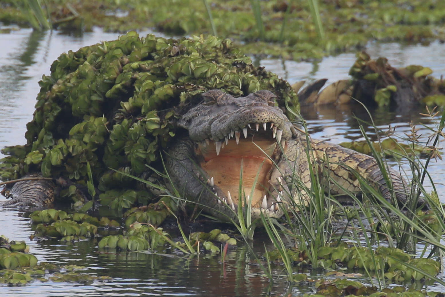 Image of Nile crocodile