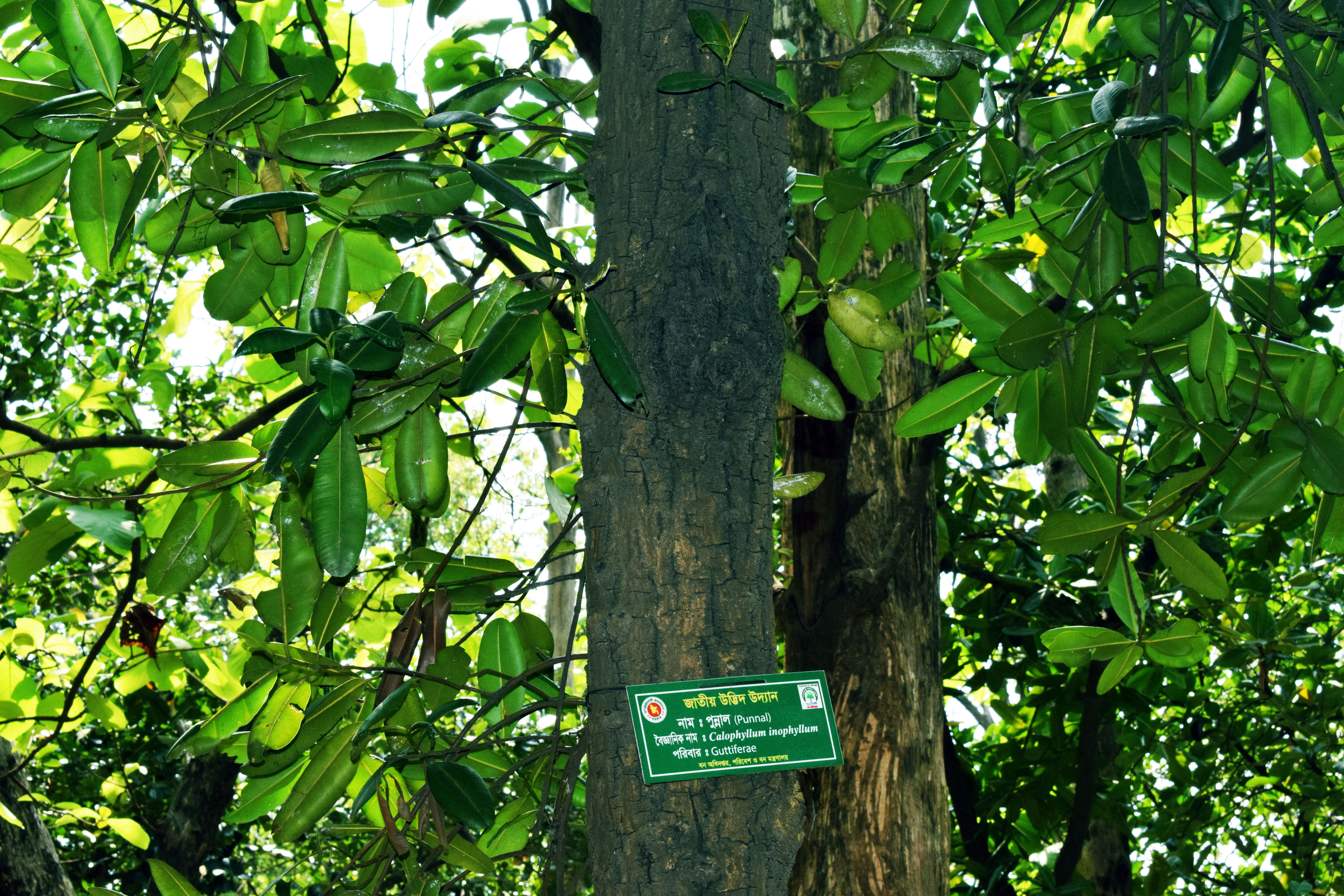 Plancia ëd Xylia xylocarpa (Roxb.) Taub.