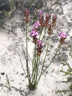 Image de Stylidium junceum subsp. junceum