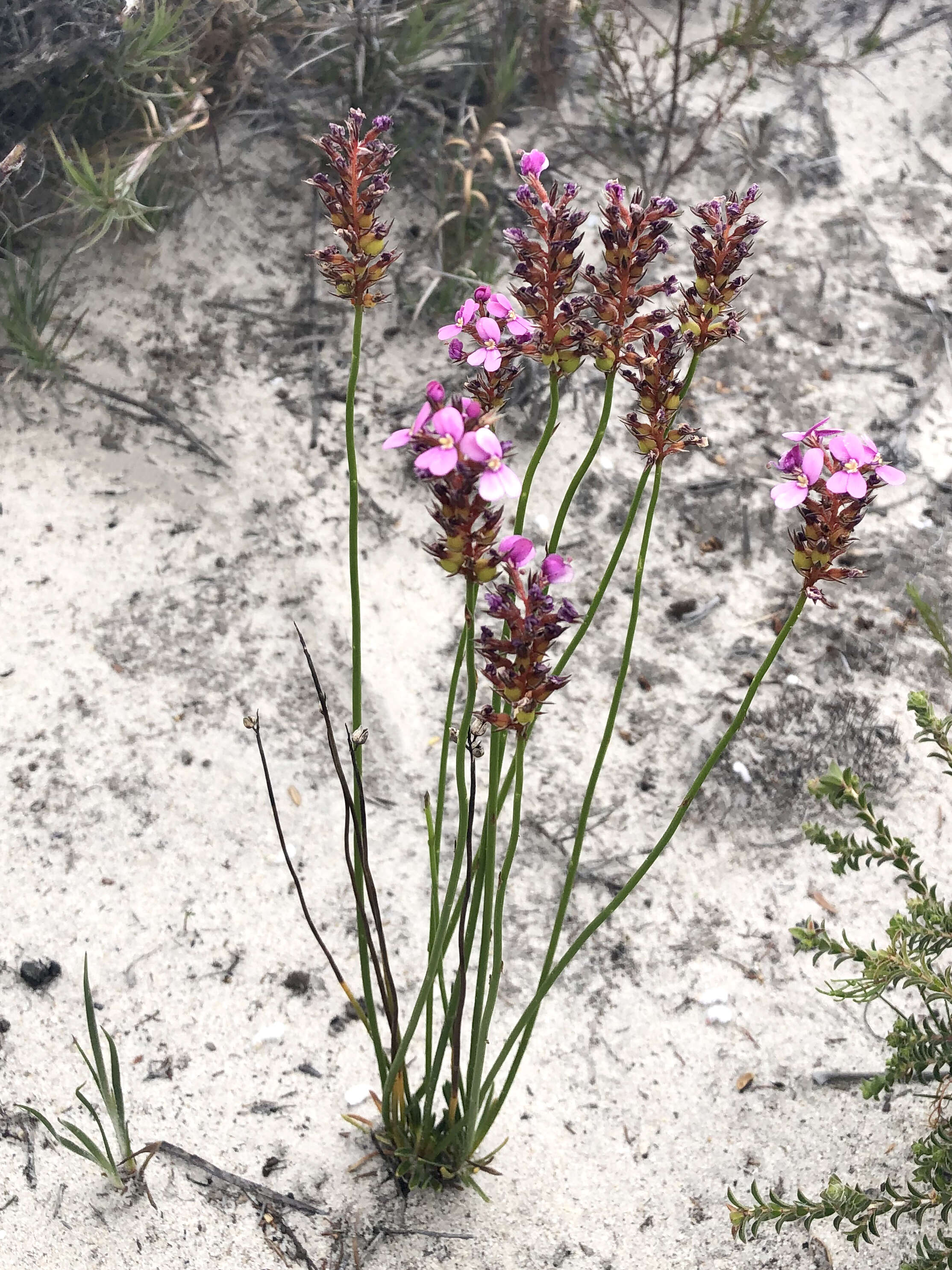 Image of Stylidium junceum subsp. junceum