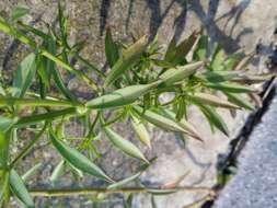 Plancia ëd Iberis umbellata L.