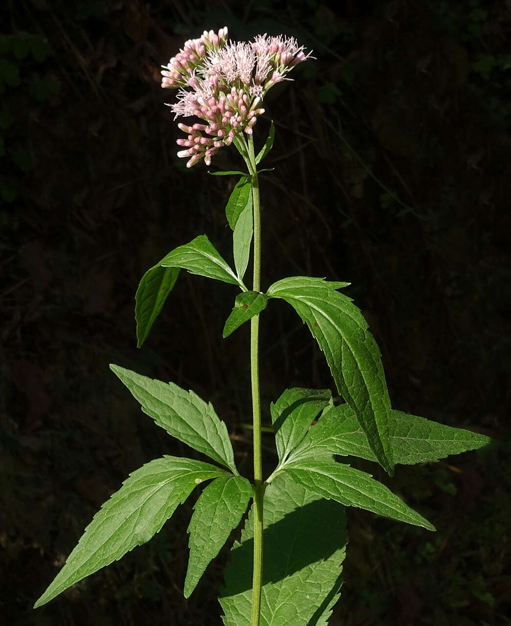 Image of hemp agrimony