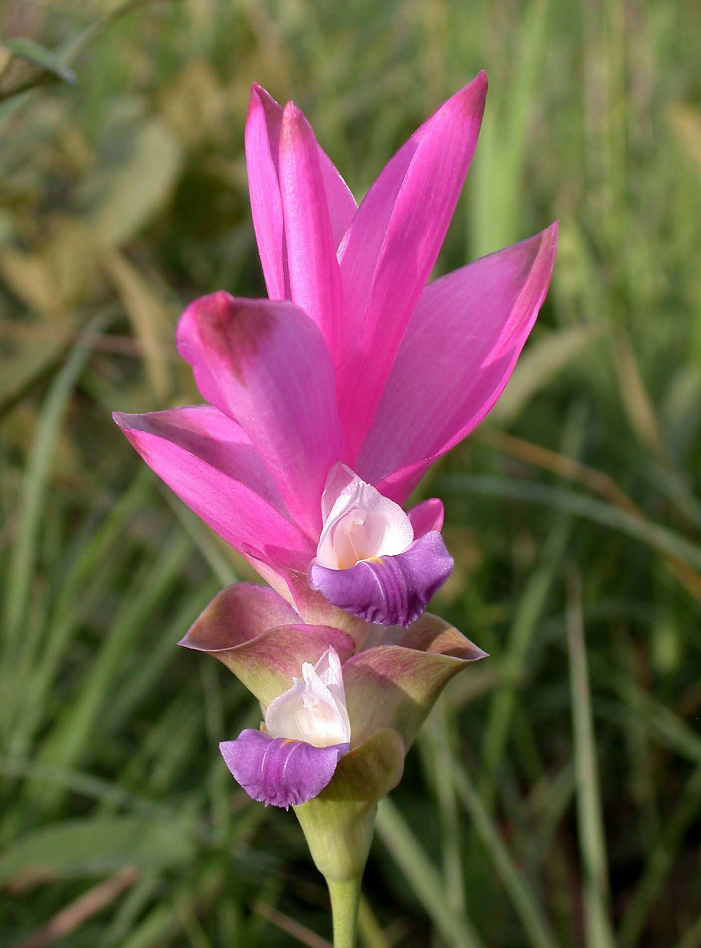 Imagem de Curcuma alismatifolia Gagnep.