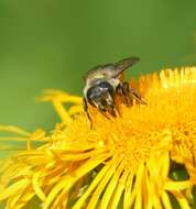 Image of Megachile genalis Morawitz 1880