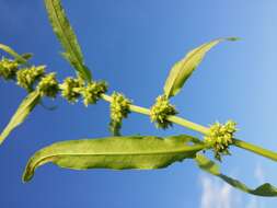 Rumex palustris Sm. resmi