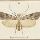 Image of Izatha rigescens Meyrick 1929