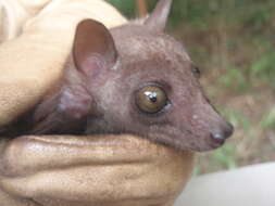 Image of Bergmans's Collared Fruit Bat