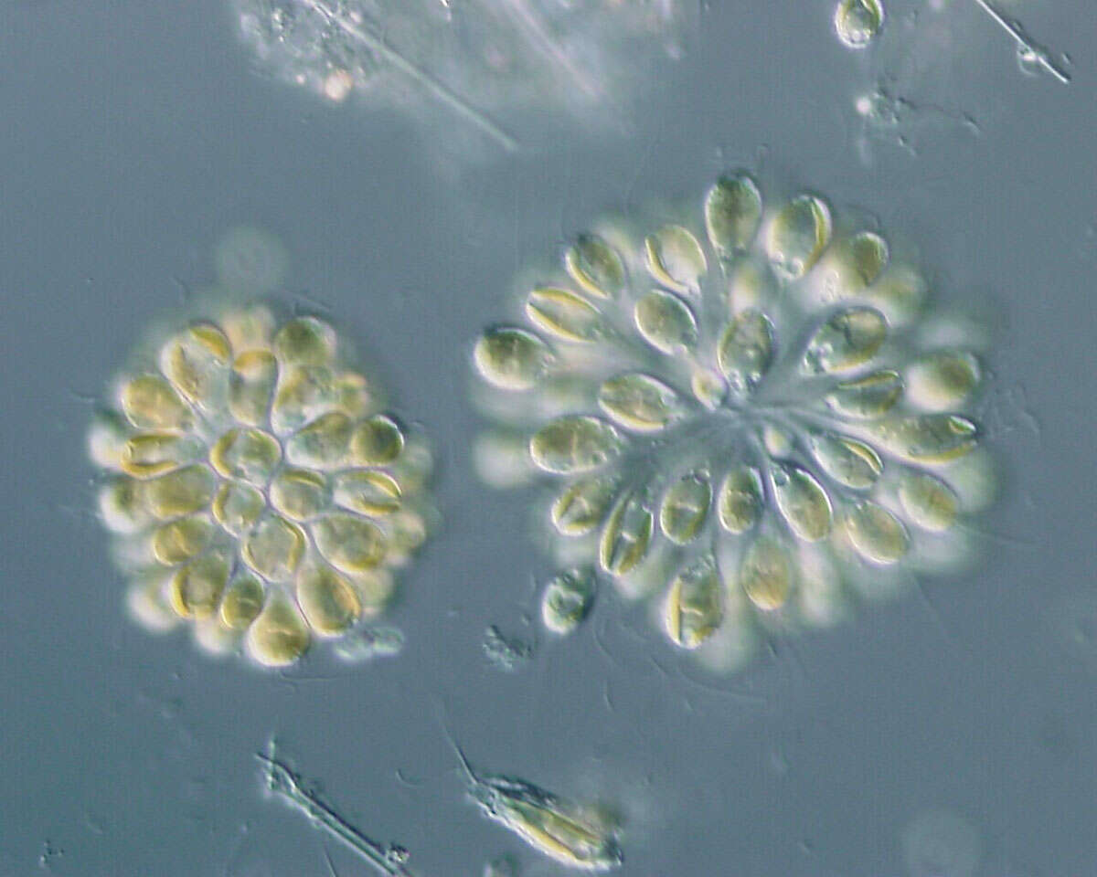 Image of Mallomonadaceae