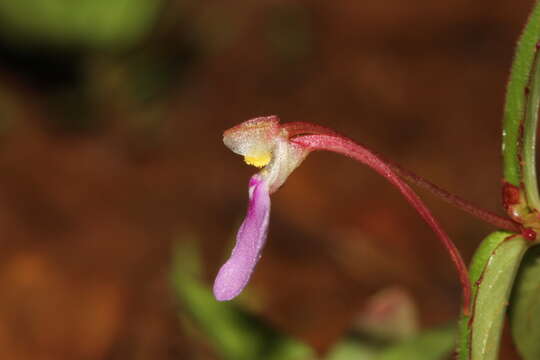 Image of Impatiens minor (DC.) S. S. R. Bennet