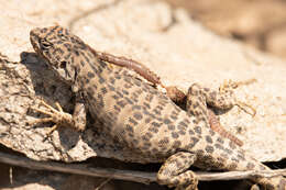 Image of Leopard Tree Iguana