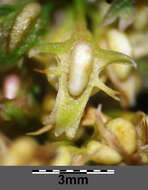 Rumex palustris Sm. resmi