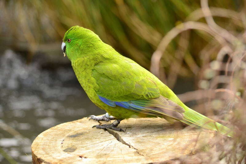 Image of Antipodes Green Parakeet