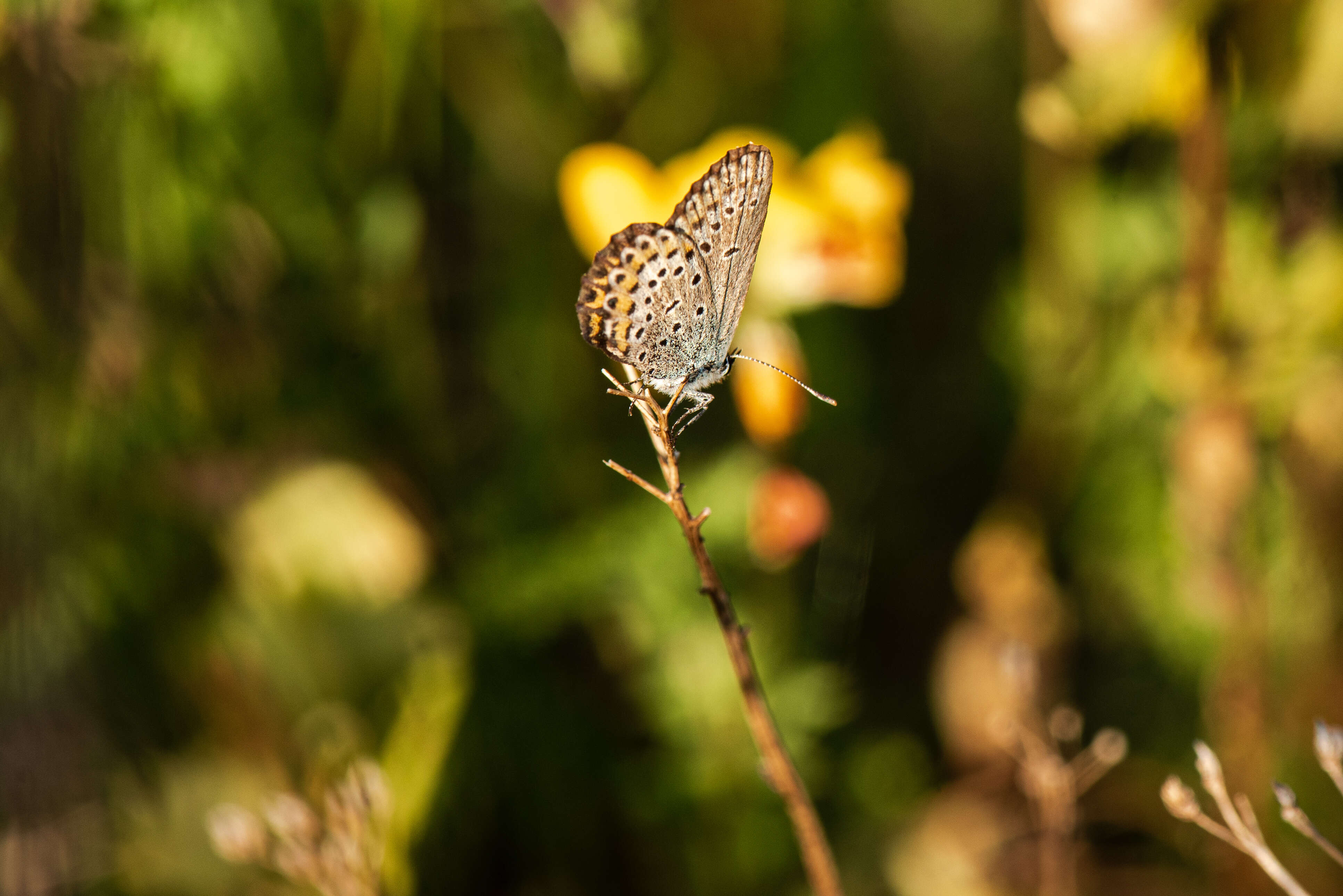 Image of Plebejus idas