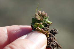 Image of Azolla rubra R. Br.